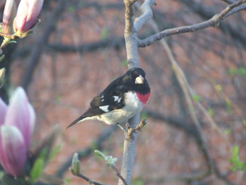 Rose-breasted grosbeak - Joseph Devereaux